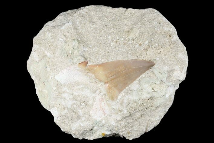 Eocene Otodus Shark Tooth Fossil in Rock - Huge Tooth! #174166